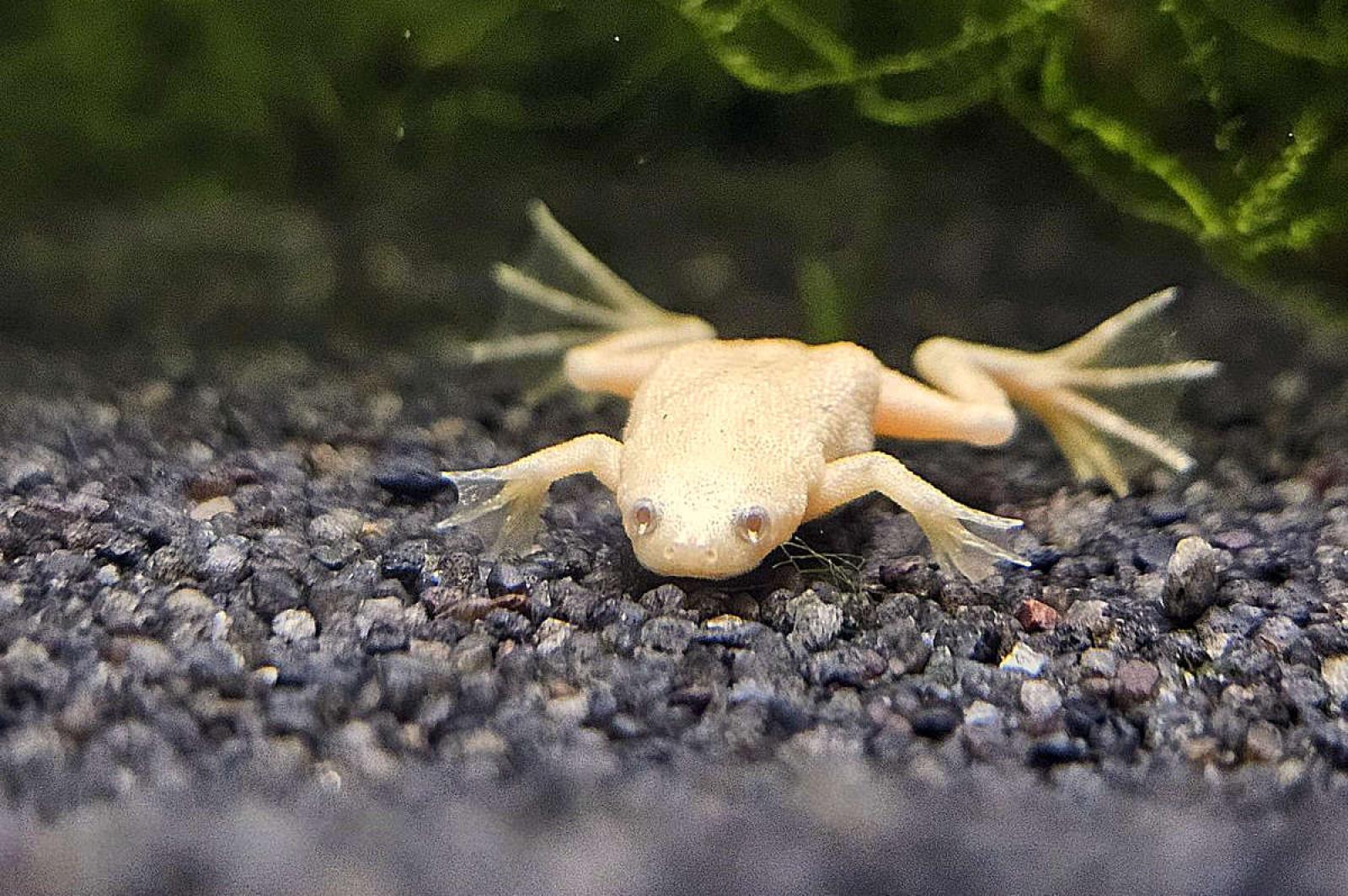 Platinum Zwergkrallenfrosch im Aquarium auf dunklem Bodengrund