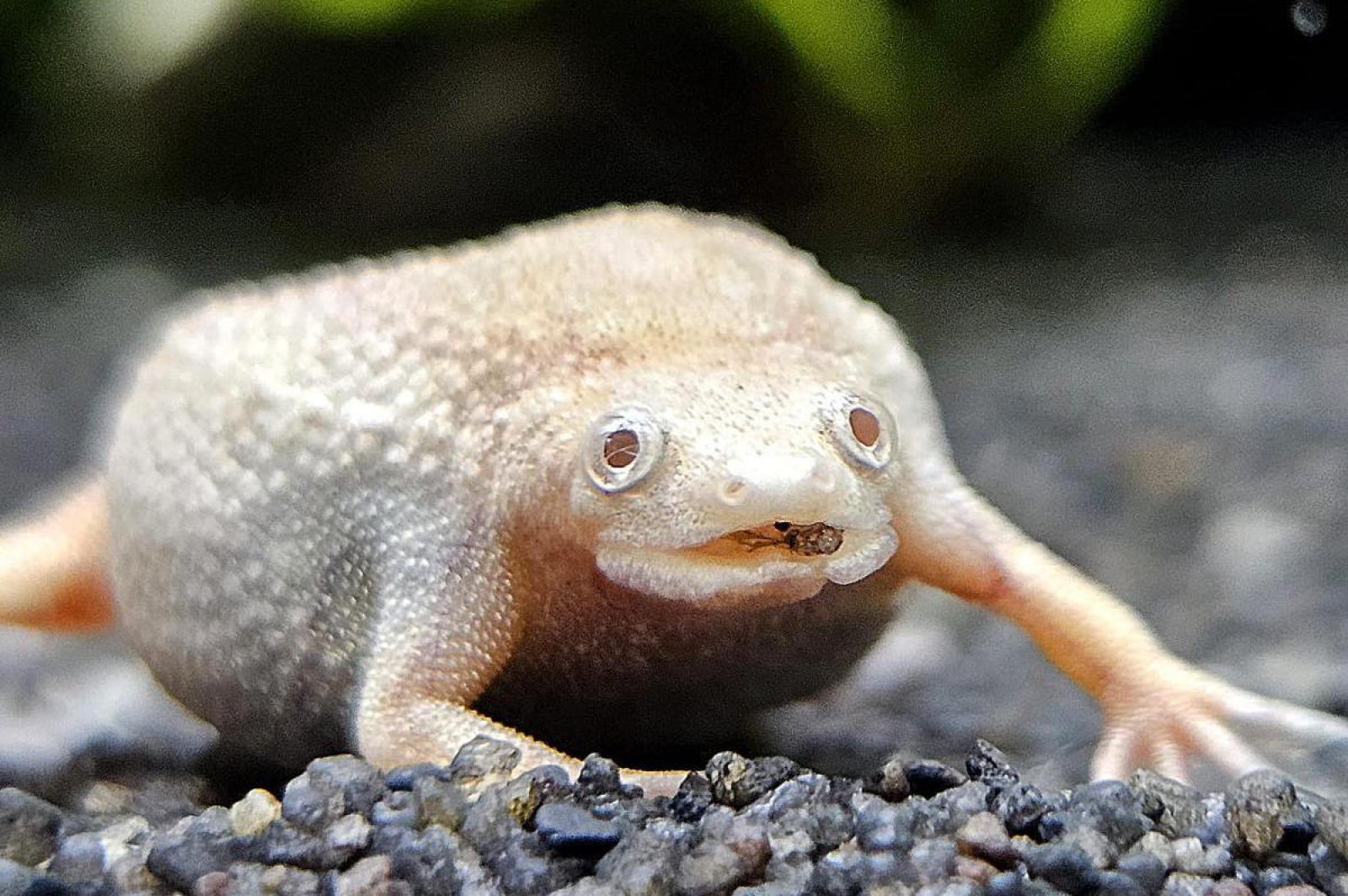 Zwergkrallenfrosch Platinum - Hymenochirus boettgeri platin von vorne mit den blauen Augen