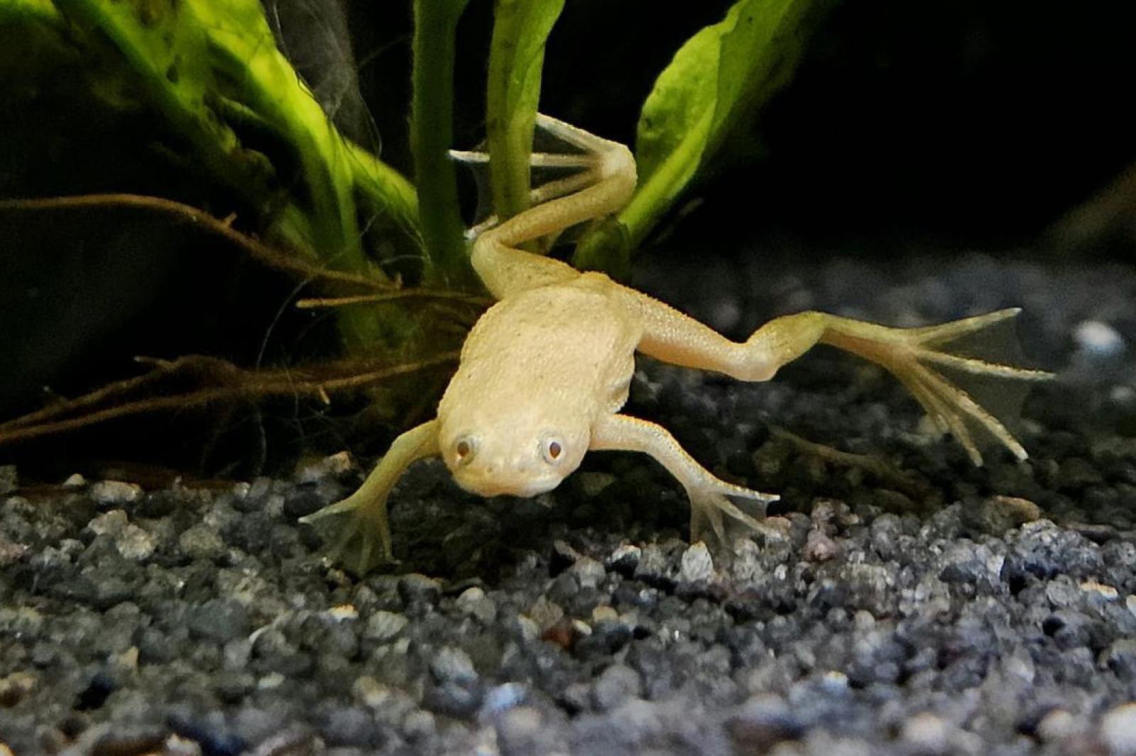 Zwergkrallenfrosch in der Farbform Platinum im Aquarium