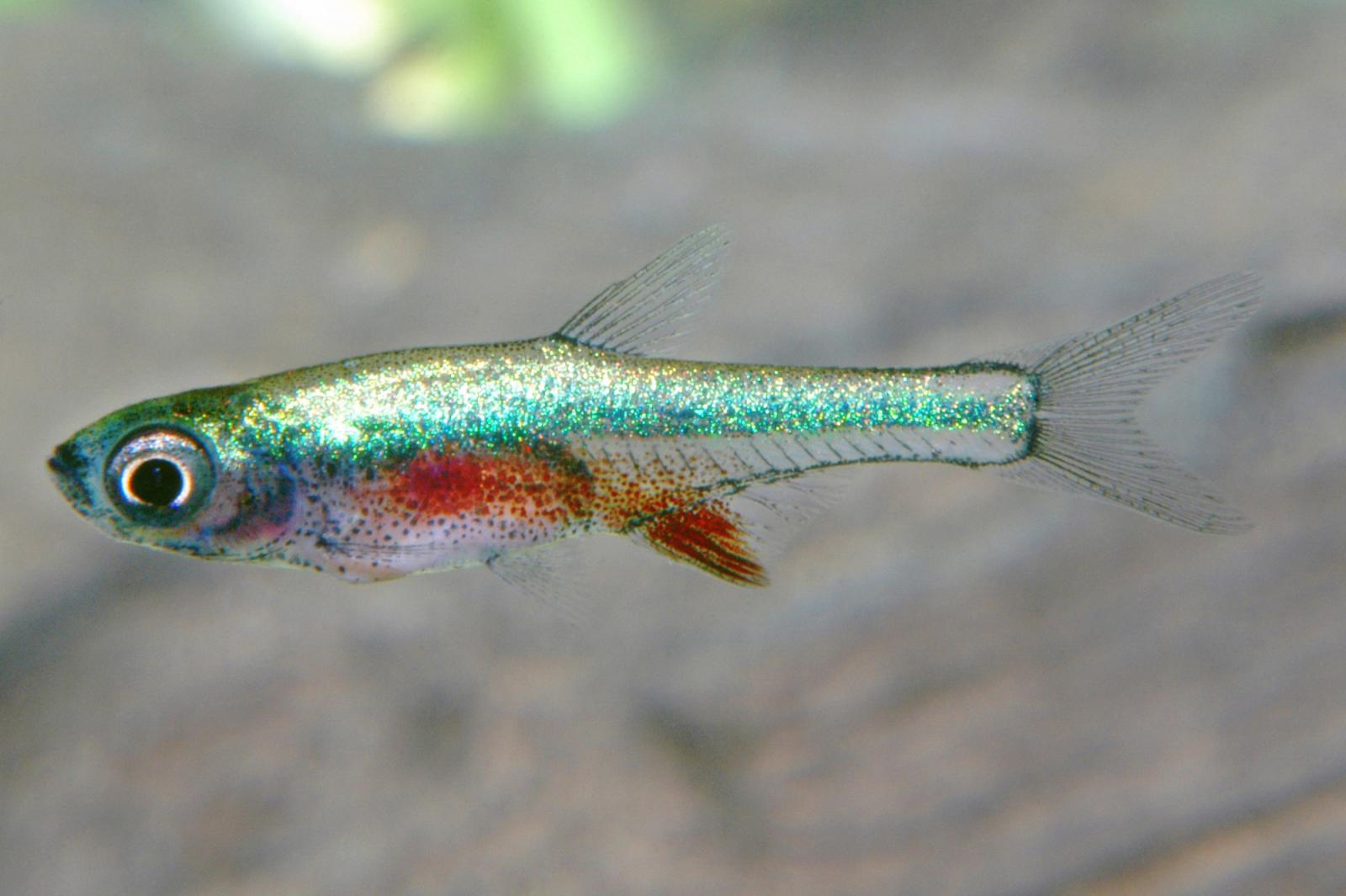 Axelrods Bärbling blau – Sundadanio/Rasbora axelrodi sp. blue