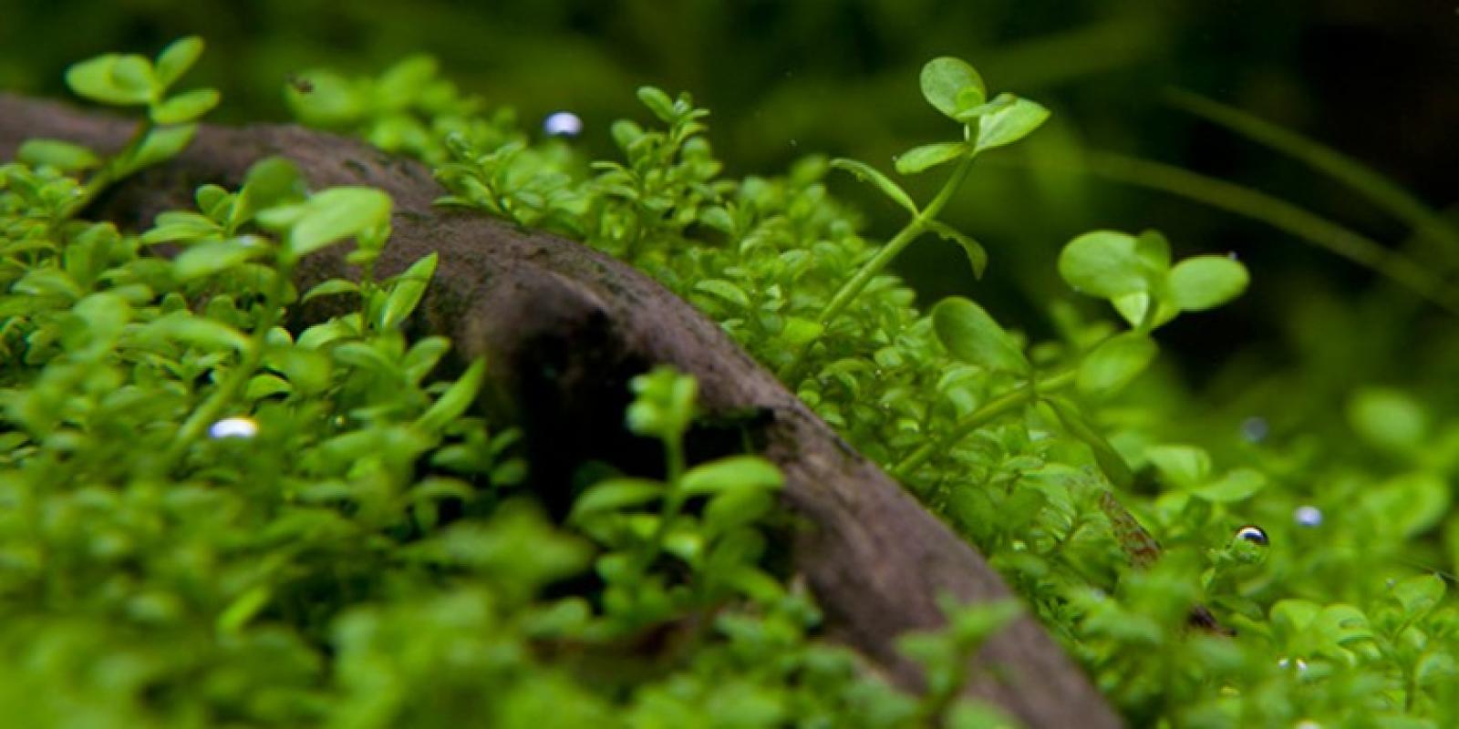Micranthemum tweediei 'Monte Carlo' - Tropica 1-2-Grow, im Aquarium.