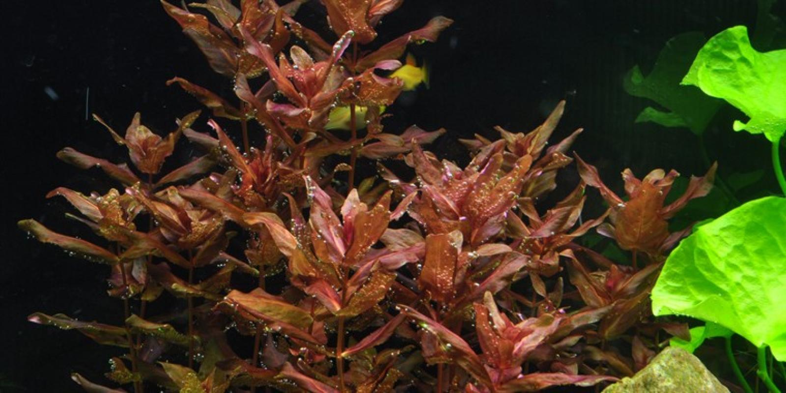 Rotala macrandra, Dichtblättrige Rotala - Tropica 1-2-Grow, im Aquarium.