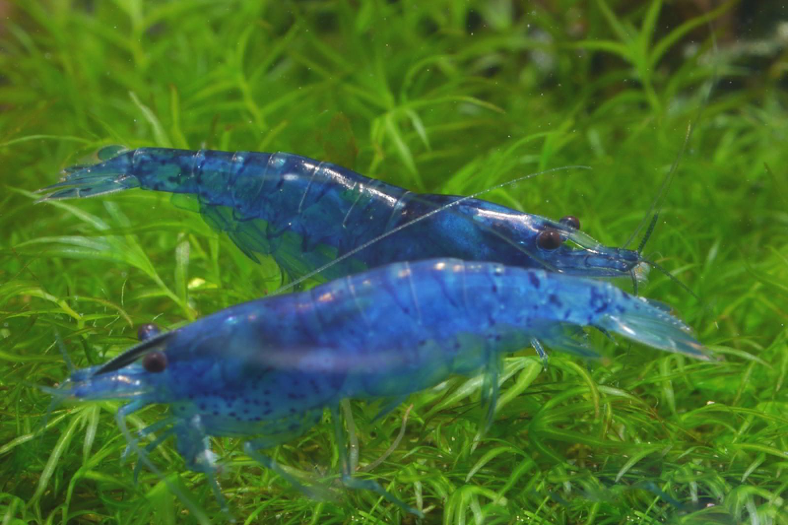 Blue Velvet Garnele im Aquarium