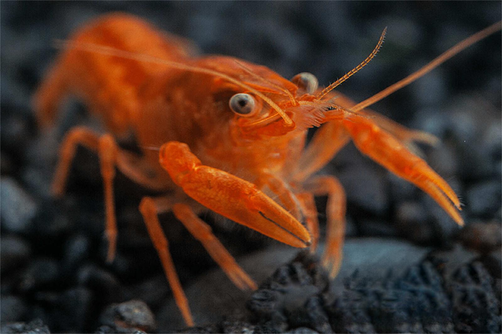 Oranger Zwergflusskrebs - Cambarellus patzcuarensis orange - CPO