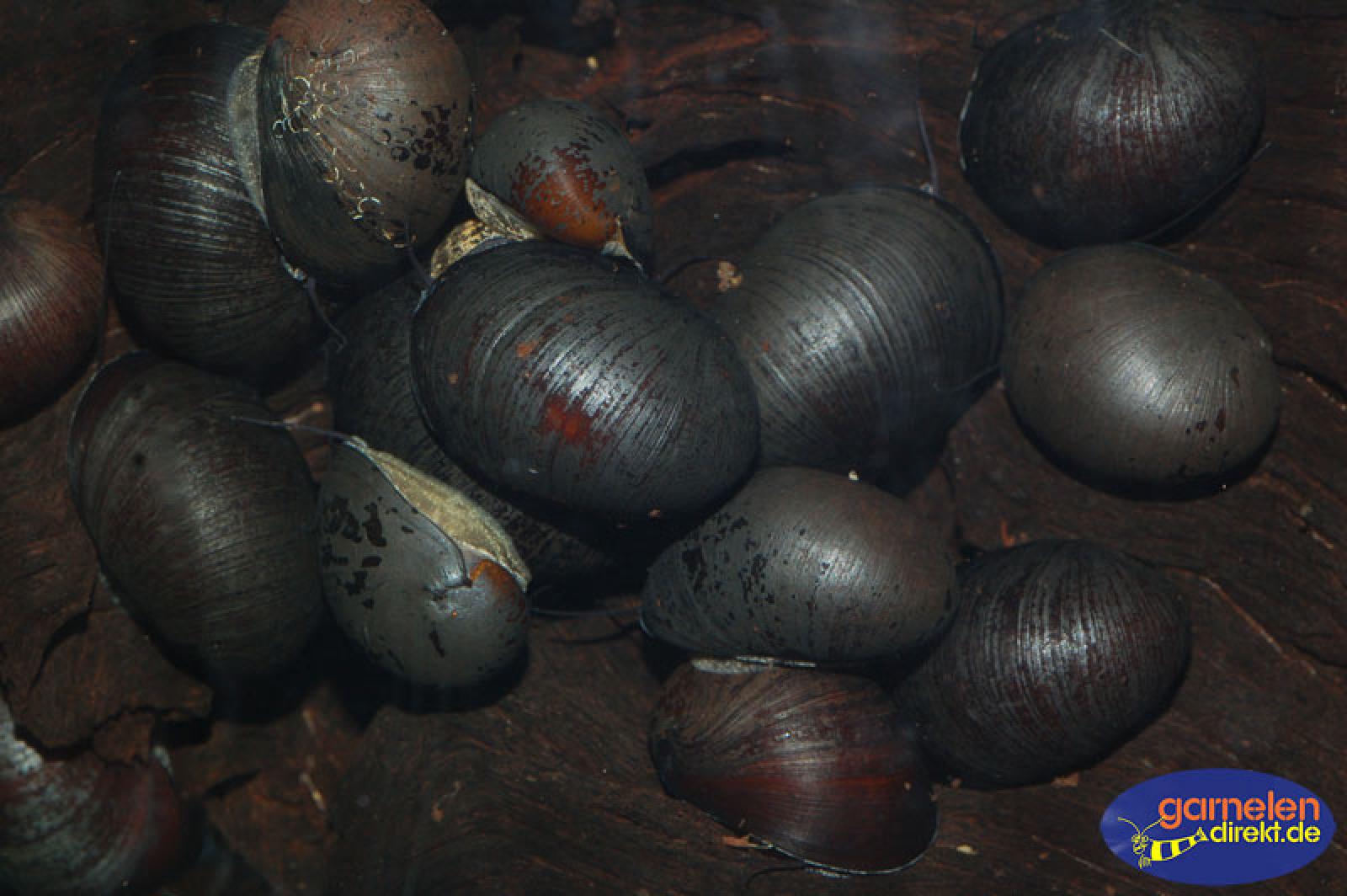 Anthrazit-Napfschnecke, Neritina pulligera der Top Algenkiller