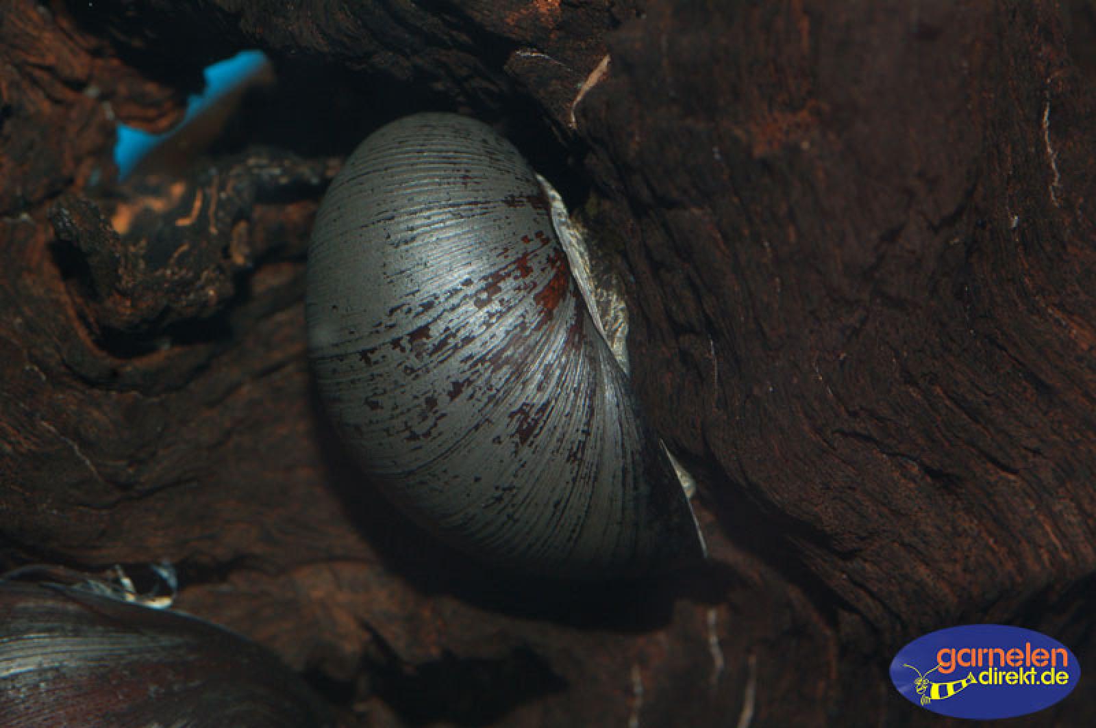 Napfschnecke, Neritina pulligera der absolute Algenfresser
