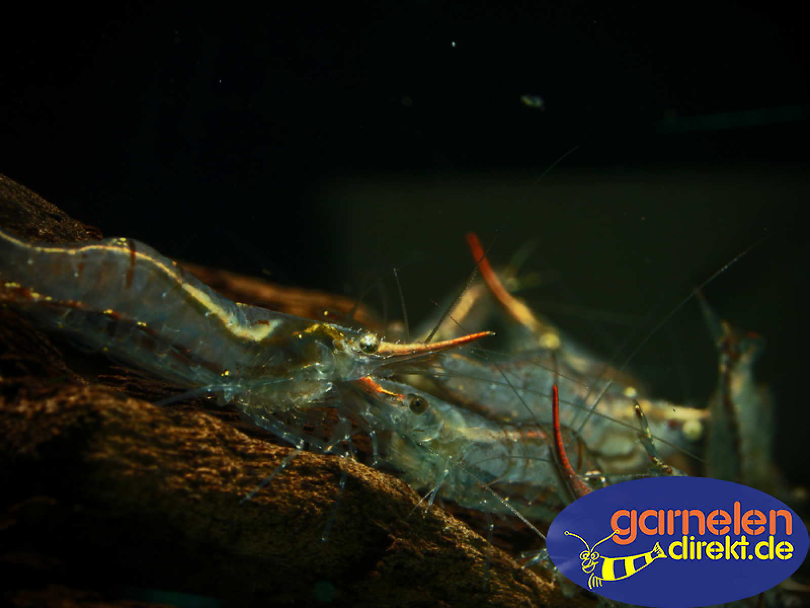 Pinocchiogarnelen auf einer Wurzel im Aquarium