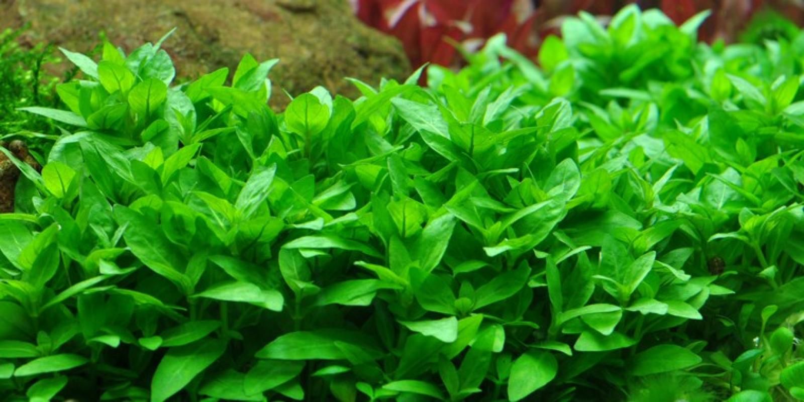 Staurogyne repens - Tropica 1-2-Grow, im Aquarium.