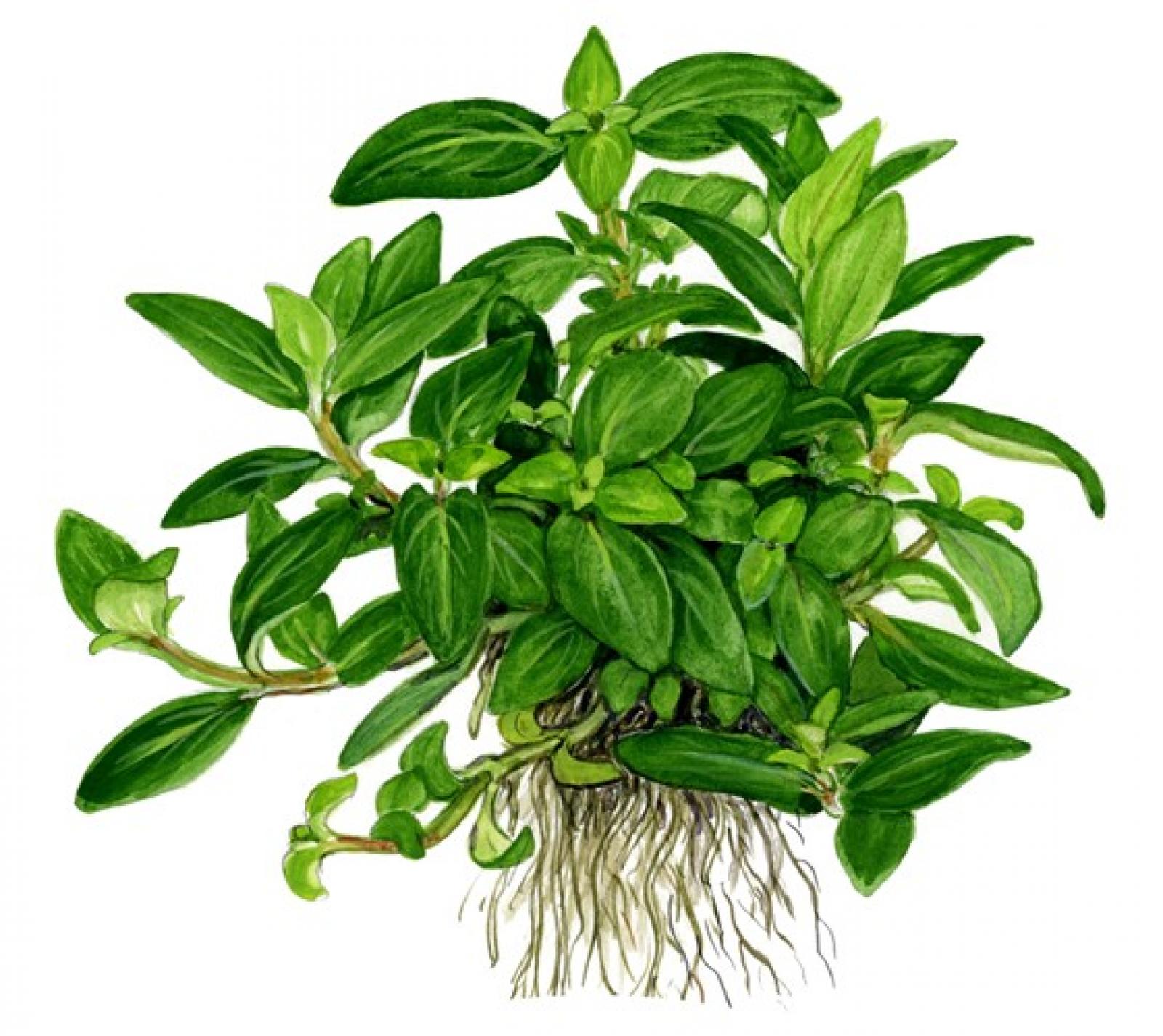 Staurogyne repens - Tropica 1-2-Grow, als Zeichnung.