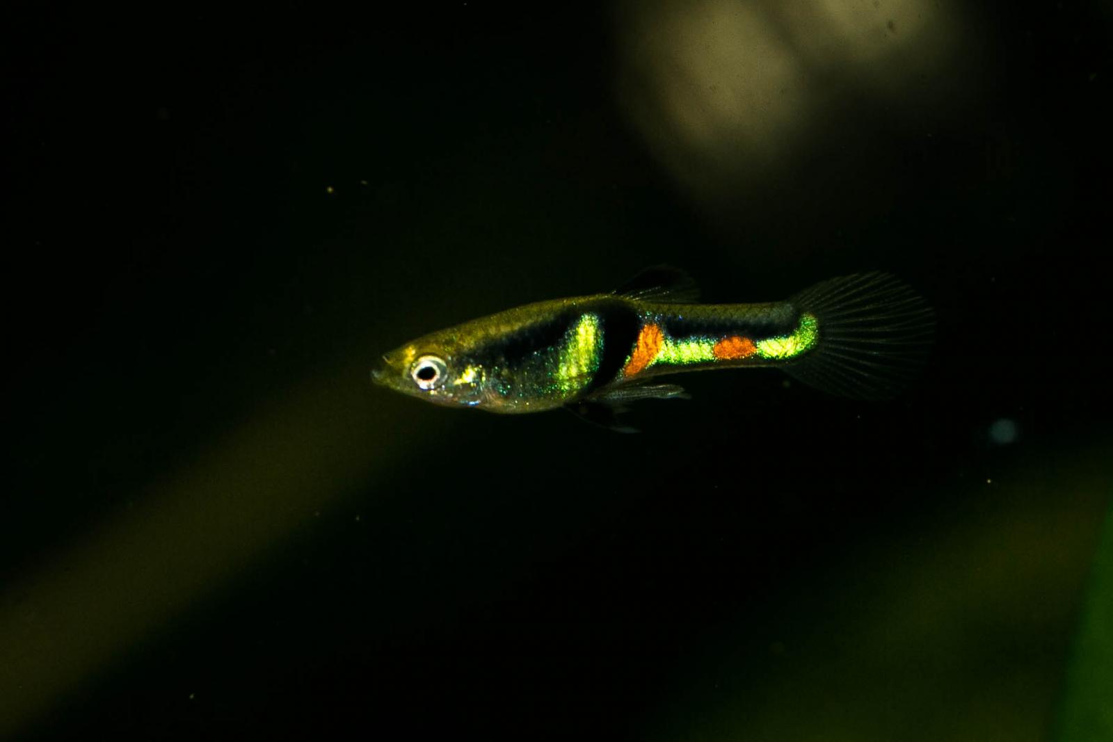Guppy El Tigre mit der typischen Zeichnung