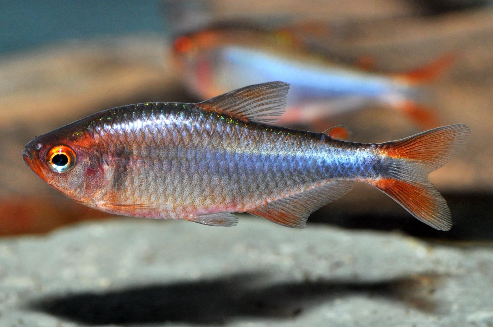 Brombeersalmler, Hyphessobrycon wadai mit der schönen silbrigen Musterung