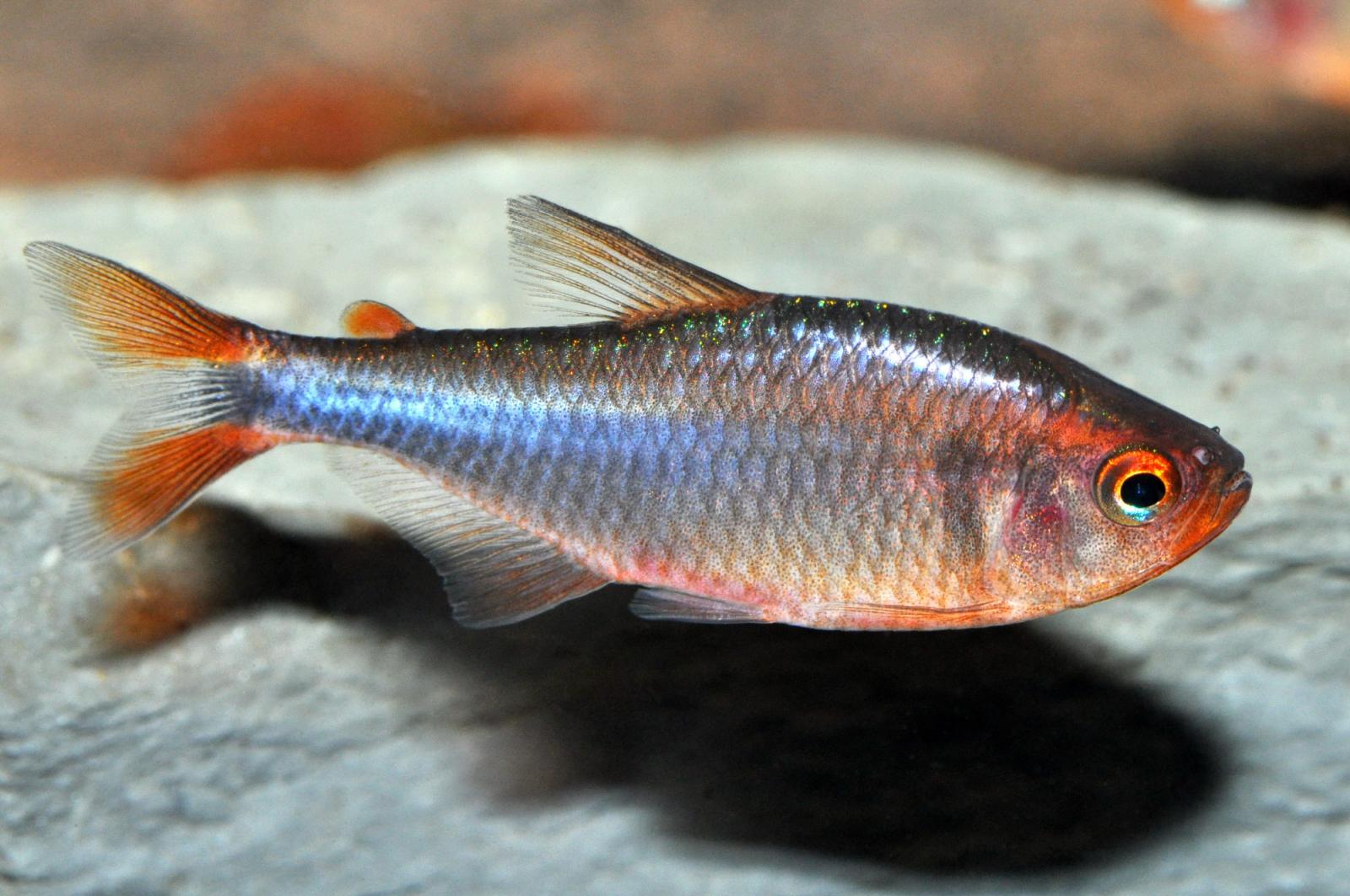 Brombeersalmler, ein neu entdecktes Juwel für das Aquarium