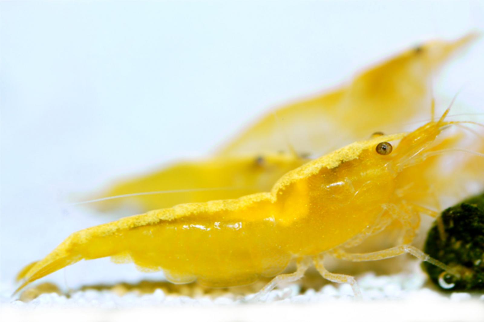 Yellow fire Neon Garnele von der Seite
