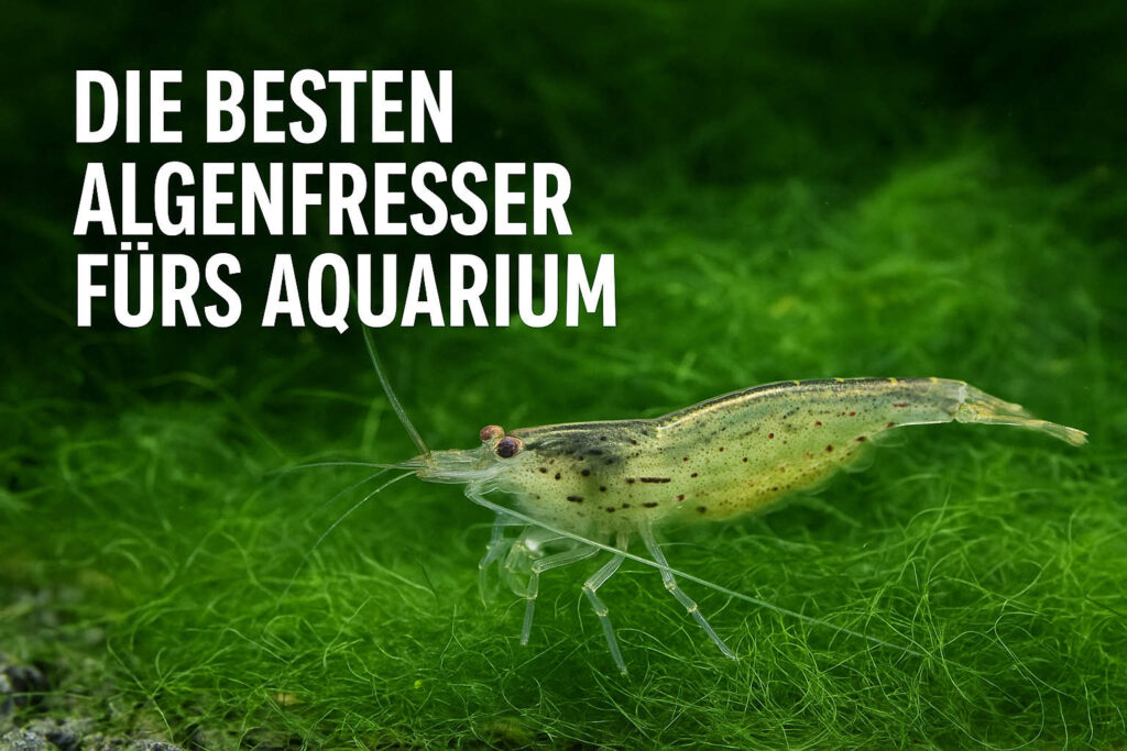 Amanogarnele – effektiver Algenfresser Amanogarnelen gegen Algen im Aquarium